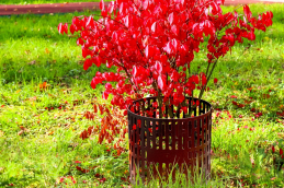 Защита деревьев МС ЗСД-01.21.35-ПП (упаковка 4 штуки), рис. 1