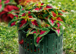 Защита деревьев ЗСД-01.20(25).37-ПП-З (упаковка 4 штуки), рис. 1