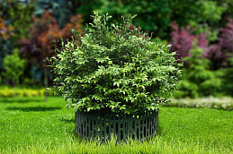 Защита деревьев ЗСД-01.20(25).37-ПП-З (упаковка 4 штуки), рис. 2