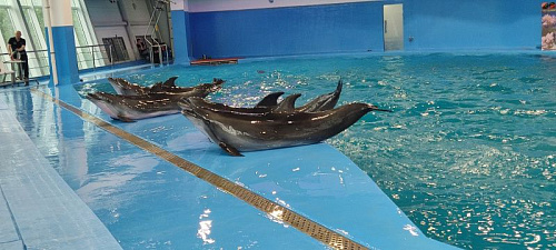 Дельфинарий Океан, Владивосток